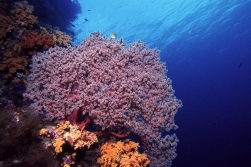 Wakatobi Diving - Reef scene